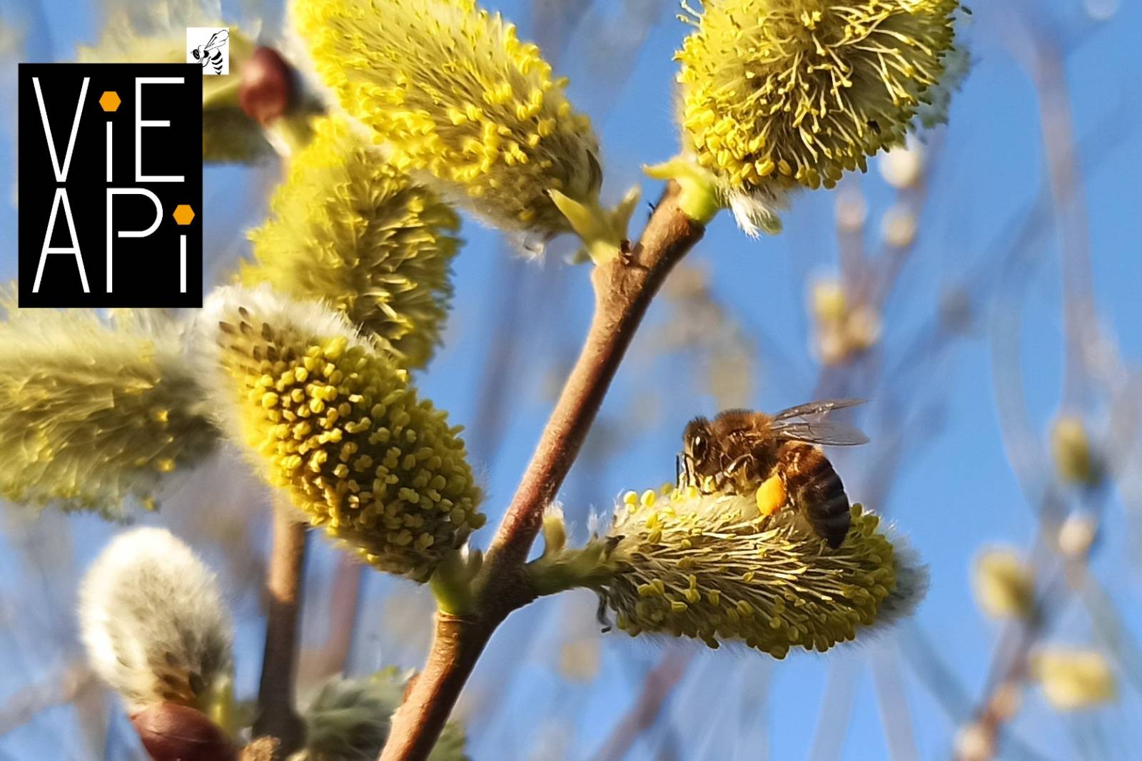 Miel : un apiculteur caladois? Venez le découvrir à Saveur Nature Villefranche-sur-Saône